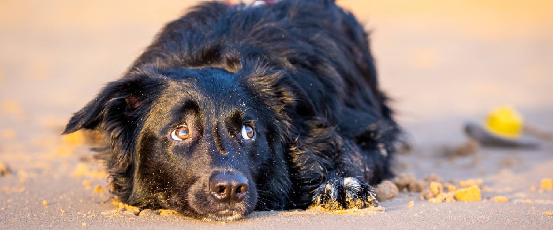 Names for deals black fluffy dogs